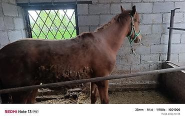 породистые собаки в бишкеке: Продаю | Жеребенок | Рабочий — 2