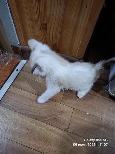 Мышыктар: Котята, отдам в добрые руки - Возраст на фото: примерно 2 месяца — 5