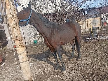 Кошки: Продаю | Жеребец | Рабочий — 2