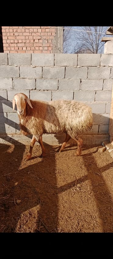 Продаю | Баран (самец) | Арашан | Для разведения | Осеменитель at lalafo.kg Продаю | Баран (самец) | Арашан | Для разведения | Осеменитель