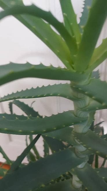 Кактустар: Продаются алоэ возраст 3-5-7 лет. Полезные, экологически чистые — 5