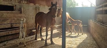 Продаю | Кобыла (самка) | Для разведения | Племенные at lalafo.kg Продаю | Кобыла (самка) | Для разведения | Племенные