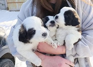 Продажа собак: Сенбернар, 1 месяц, Самка — 1