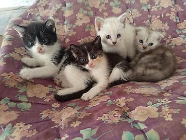 котята простые: Очаровательные породистые котятат - Помёт из четырёх котят разной — 1