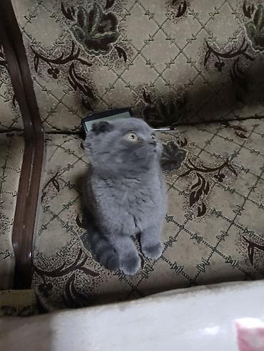 Отдам даром кошку: Шотландский вислоухий котёнок (Scottish Fold), окрас голубой — 1