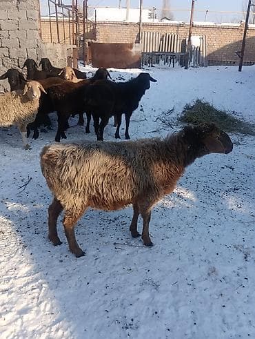 обмен на баран: Продаю | Баран (самец) | На забой — 2