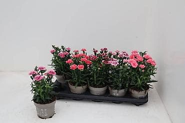 Гвоздика в горшке (Dianthus) – компактные многолетние кустики с