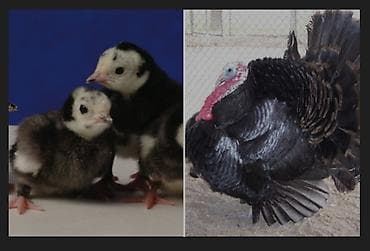 Скупка ковров