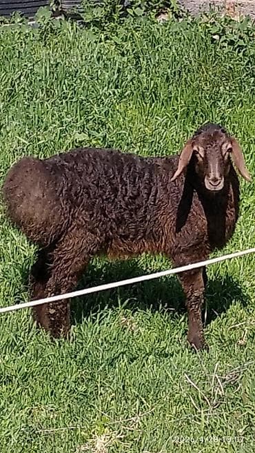 серый великан: Продаю | Овца (самка), Ягненок | Гиссарская, Полукровка, Арашан | Для разведения | Племенные, Матка, Ярка — 2