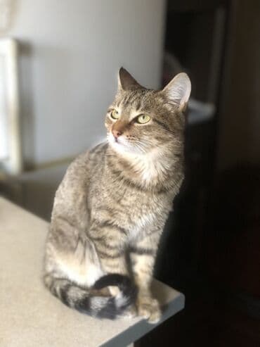 котята сфинкса купить: Нежный мальчишка Пристраивается в любящую семью Малышу 4,5 месяца — 3