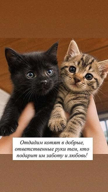 Котята ищут дом. На фото им уже больше 2 месяцев,один полностью чёрный — 1