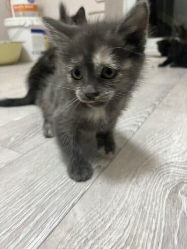 кошка домик: Отдам даром котят. Их пятеро. 3 мальчика и 2 девочки Возраст: 2 месяца — 2