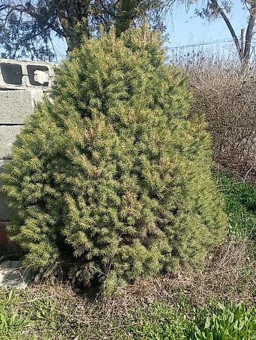 декор сада: Ель карликовая (шаровидная/кустовая форма) для декоративного — 3