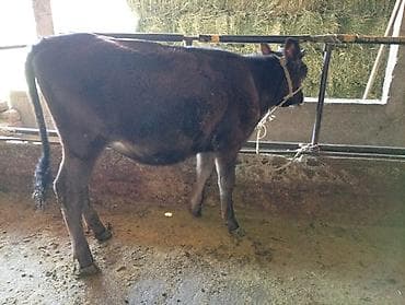 Животные: Продаю | Тёлка | Отела не было — 1