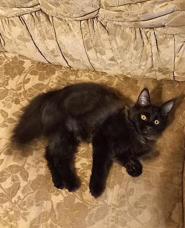Продажа кошек: 🐾🐈 Эффектный котёнок мейн-кун чёрного цвета с шикарным воротником — 3