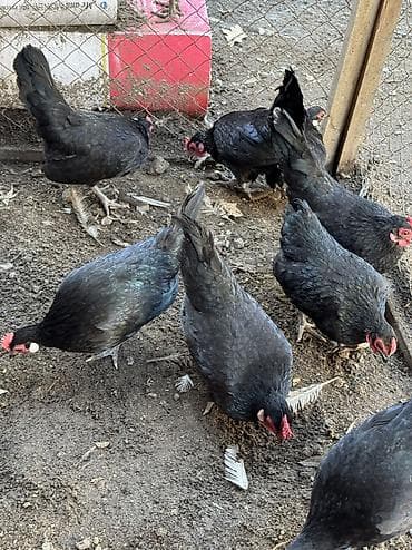 ханхяп куры яйценоскость: Продам карликов парами яйца несут
Куры петухи — 3