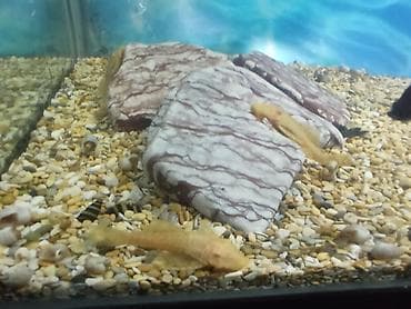 африканские сом малек: Продаю сома анцитруса 6 месяцев. вуаль чёрный-200с. Обычный — 3