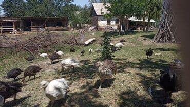 хомяк домашний купить: Ундукдун балпандарын садылат 3 Айлык — 2