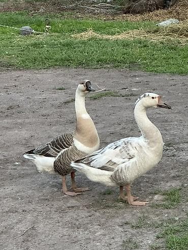 улитки ахатина: Домашние королевские гуси), пара. - Порода мясо-яичного — 1
