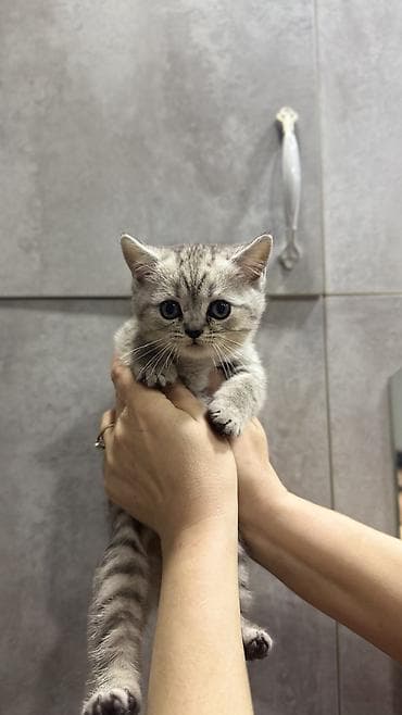 шиншиллу: Шотландские котята (скоттиш-страйт) 2 страйта Описание: - Порода — 3