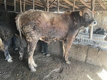 бычок бука: Продаю | Бык (самец) | Швицкая, Симментальская, Бельгийская | На откорм, На забой, Для разведения | Искусственник — 5