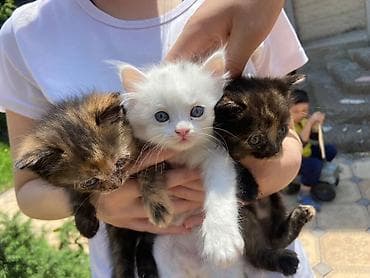 порода кошек: Котята, помёт из нескольких окрасов: - рыжий полосатый (табби); - два — 5