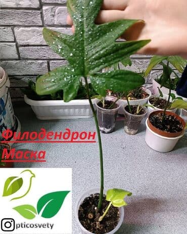 полка для цветов с подсветкой: Продаю комнатные цветы в ассортименте — 9