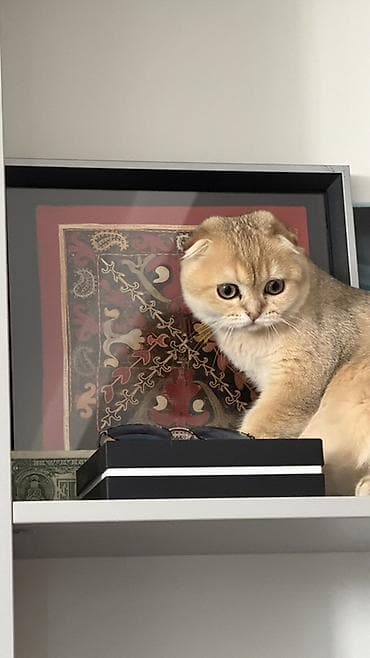 Продажа кошек: Скотиш Страйт (Шотландская прямоухая), 6 месяцев, Мальчик, Золотая шиншилла, Приучена к лотку, Проглистована — 1