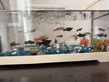 красная рыба цена бишкек: Аквариумный комплект с декоративными рыбками - объём ориентировочно — 2