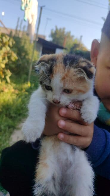 животные котенок: Котята домашние, 2 мальчика, 2девочки пушистые и ладные. На выбор — 1