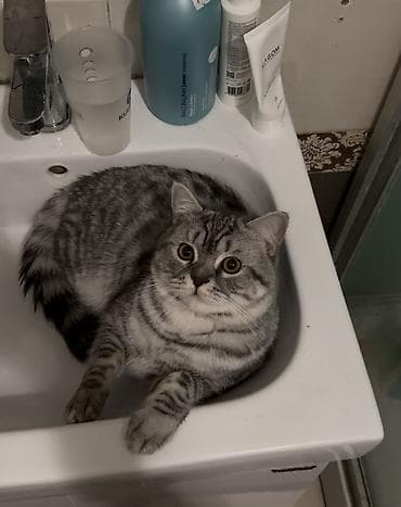 серые кошки фото: Вязка: Скотиш Страйт (Шотландская прямоухая), Мальчик, 1 год — 4