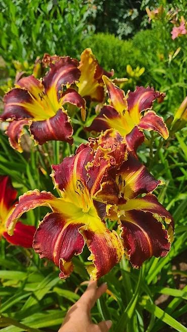 цветочницы: Многолетние лилейники (Hemerocallis) — коллекционные сорта для сада и — 2