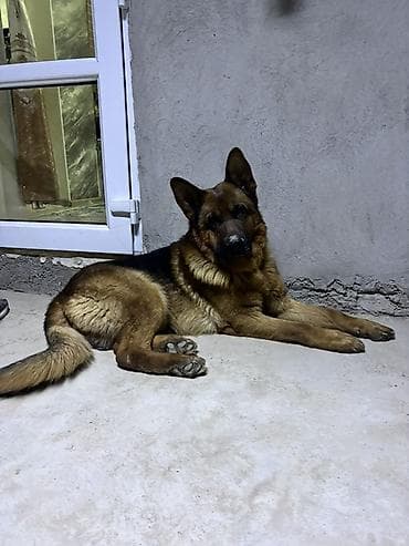 чау чау смуф цена: Немецкуя овчарка сатилат 4 жаш таза жаш балага тийбейт эркек — 3