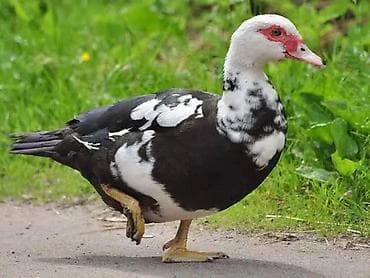 Иттер: Индоутка (мускусная утка), окраска пестрая: черно-белое оперение с — 1