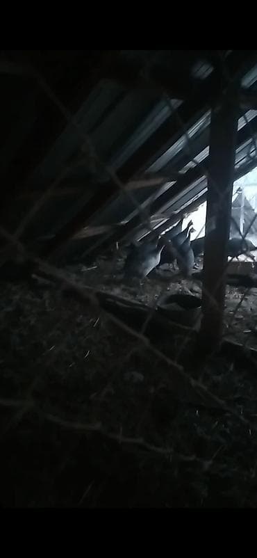 Кошки: Цесарки (домашняя птица). - Окрас стада: в основном тёмно‑серый — 4