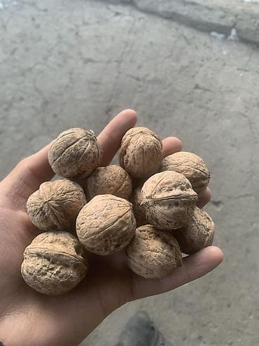 продаю мёд оптом: Грецкие орехи в скорлупе - Натуральные грецкие орехи, отборные — 2