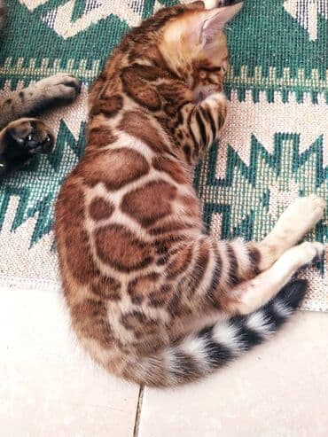 леопардовая кошка цена: Бенгальские котята !!! домашние. мини леопардики. Друзья у нас — 21