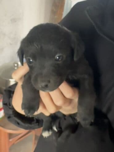 кавказский овчарка цена: Щенята в добрые и заботливые руки Возраст — 1 месяц. Всего 6 — 5