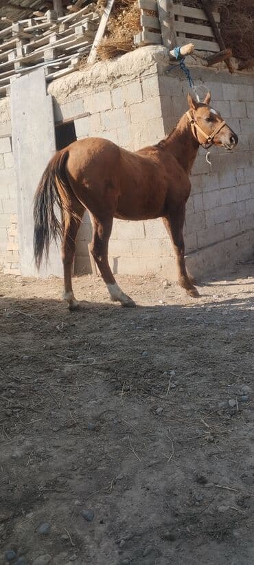 продажа щенков немецкой овчарки с документами в бишкеке: Сатам | Тай | Дончак | Ат спорту — 4