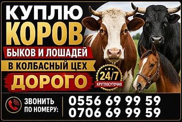 Продаю | Бык (самец) | Бельгийская | На забой