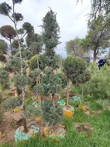 Ассалому алейкум!🔥🔥🔥🔥🔥🔥 срочно срочно срочно оптом сатылат 2000 сомдон — 5