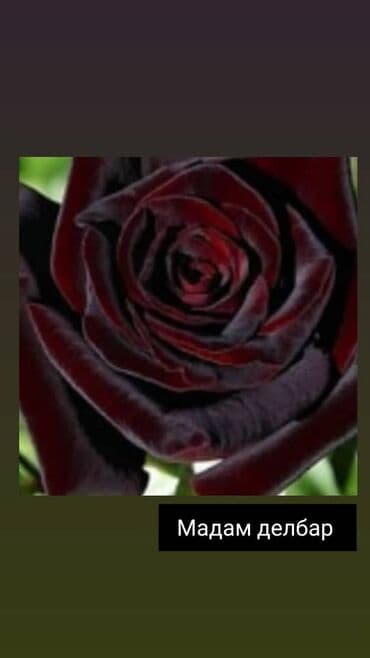 теплица цветы бишкек: Черенки цветка: Розы — 18