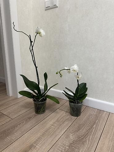 орхидея бишкек цена: Орхидеи Голландские Phalaenopsis сортовые, насыщенные цвета цветущие — 9