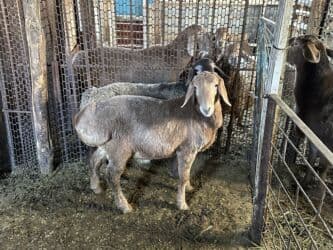 продажа щенков немецкой овчарки в бишкеке с документами: Продаю | Овца (самка) | Для разведения — 5