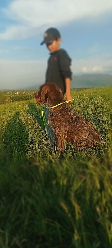 купить рыбок бишкек: Дратхаар, 5 лет, Самец, С прививкой — 8