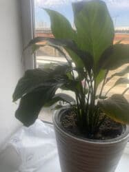 цветы на ошском рынке: Гулдор сатылат — 3