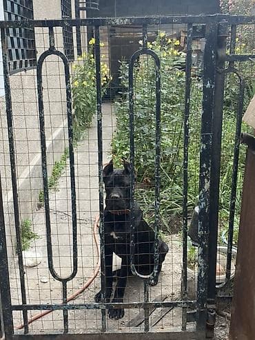 Иттер сатылат: Кане-корсо, Сука 3 года стерелизована не рожает окрас черный с — 8