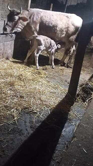 коровы симентал: Продаю | Корова (самка) | Швицкая | Для молока | После отела — 2