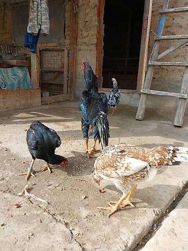 шотландская вислоухая кошка: Продаю | Петух | Бойцовая | Для разведения — 6