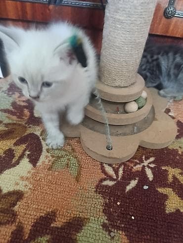 отдам даром вислоухого котенка: Кошка даром: Скотиш Страйт (Шотландская прямоухая), Мальчик — 3